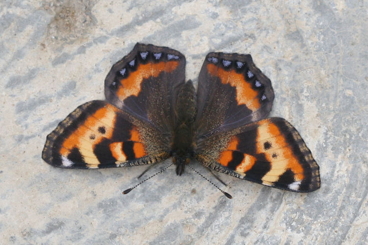 Aglais ladakensis: Bild 10