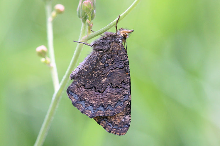 Aglais ladakensis: Bild 14