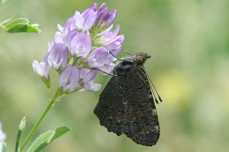 Aglais ladakensis: Bild 15