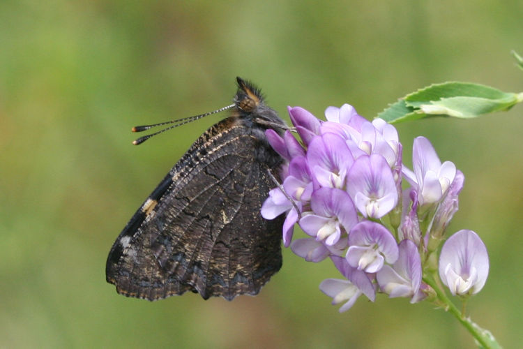 Aglais ladakensis: Bild 20