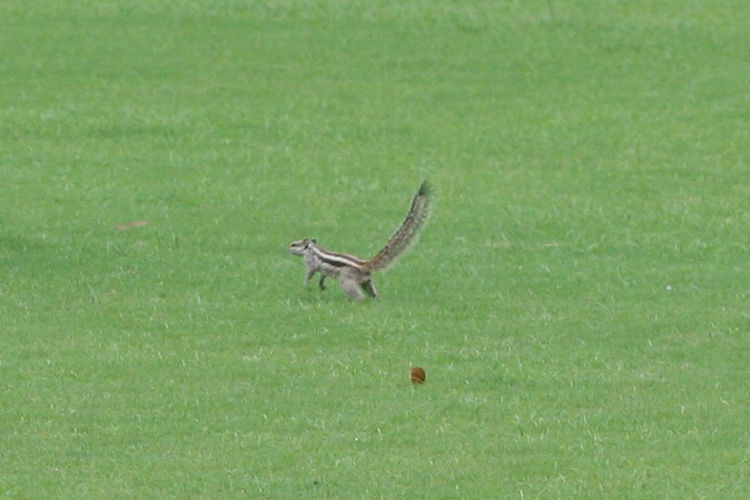 Funambulus pennantii: Bild 1