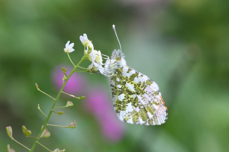 Anthocharis cardamines hellas: Bild 6