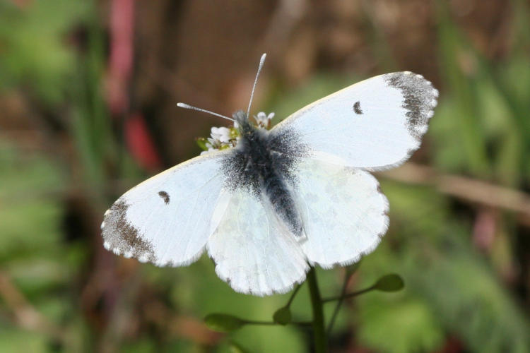 Anthocharis cardamines hellas: Bild 2