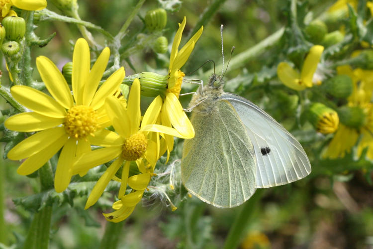 Pieris brassicae: Bild 10