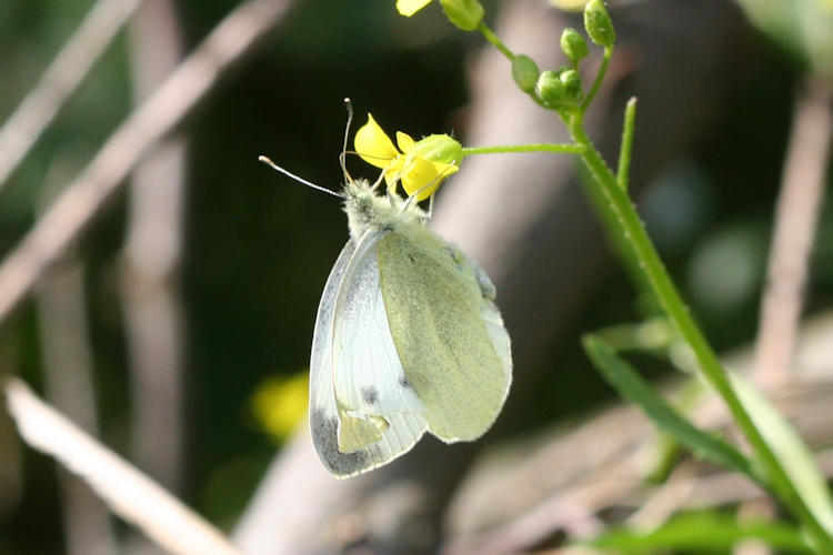 Pieris mannii mannii: Bild 2