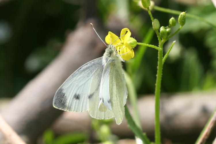 Pieris mannii mannii: Bild 1