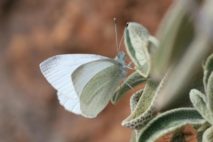 Pieris ergane: Bild 27