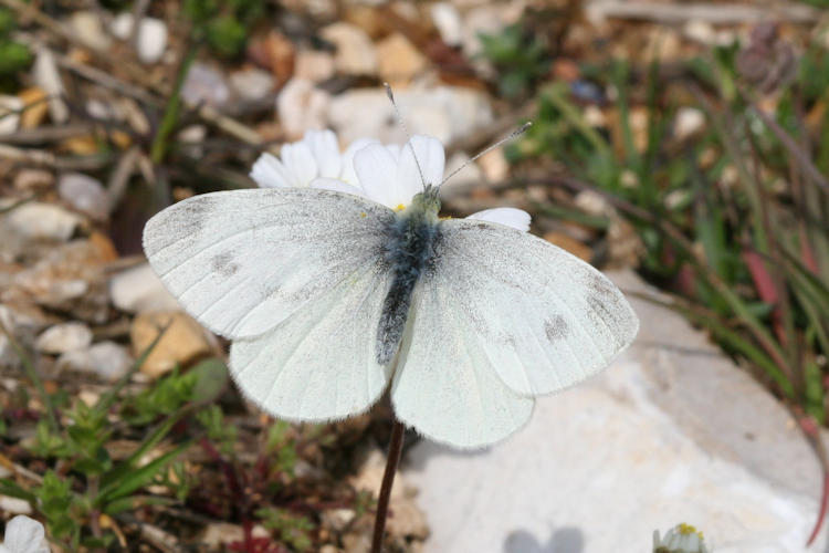 Pieris ergane: Bild 10