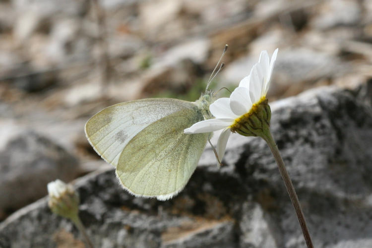 Pieris ergane: Bild 37