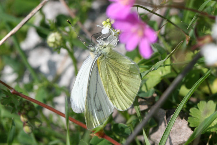 Pieris balcana: Bild 12