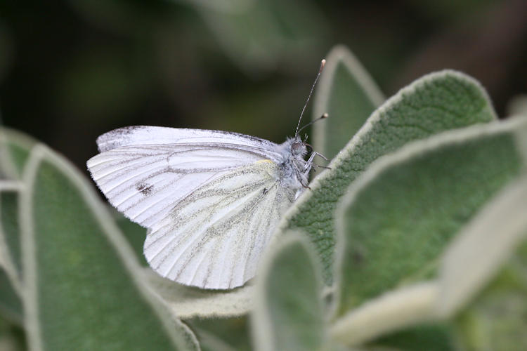 Pieris balcana: Bild 13