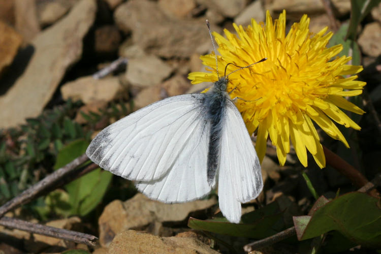 Pieris balcana: Bild 2