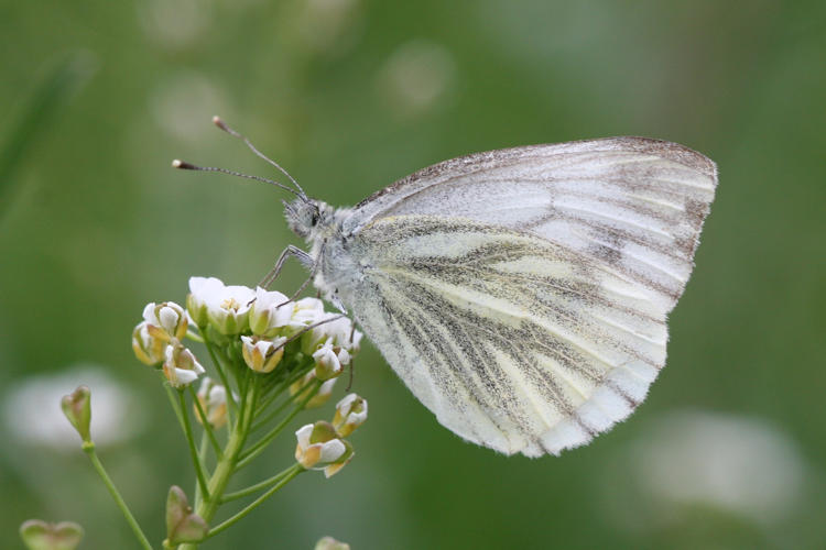 Pieris balcana: Bild 32