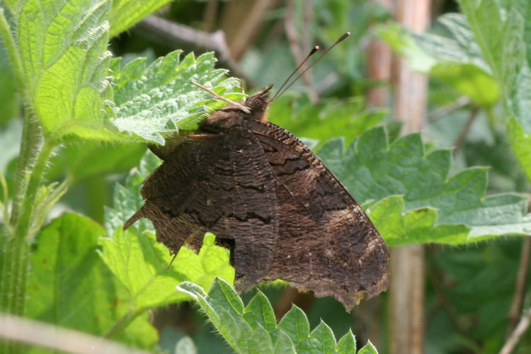 Aglais io: Bild 18