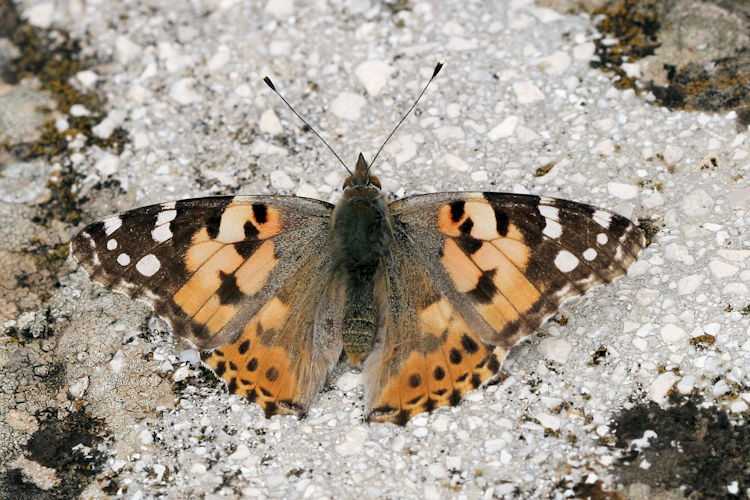 Vanessa cardui: Bild 2