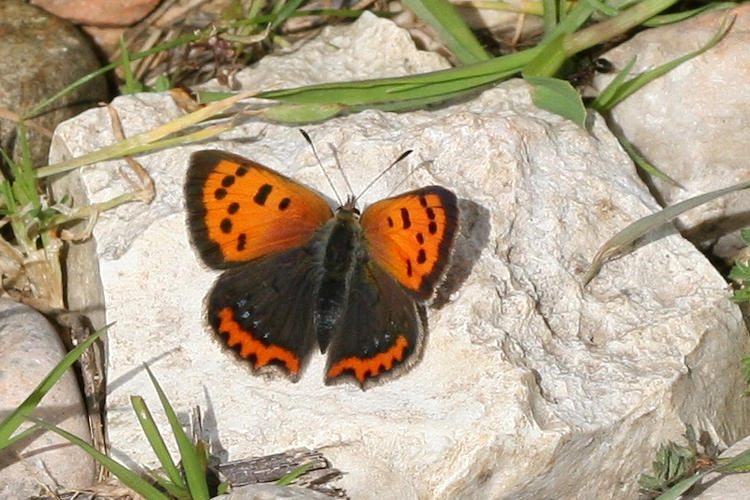 Lycaena phlaeas: Bild 8