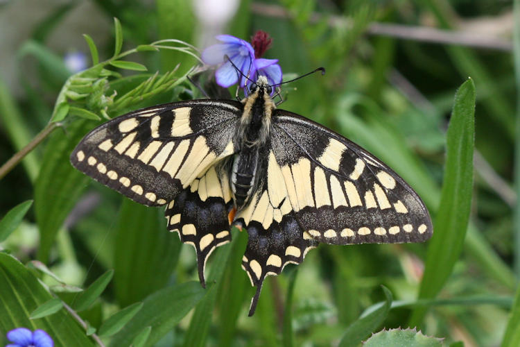 Papilio machaon sphyrus: Bild 4