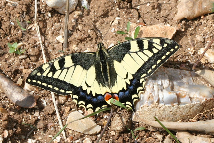 Papilio machaon sphyrus: Bild 1