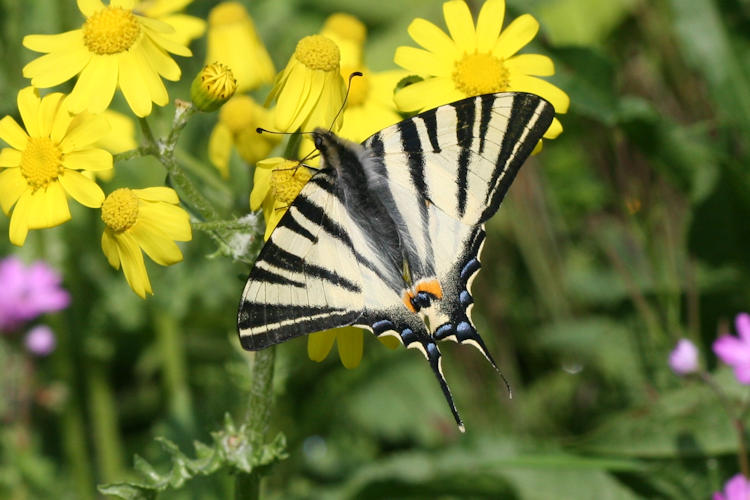 Iphiclides podalirius: Bild 22