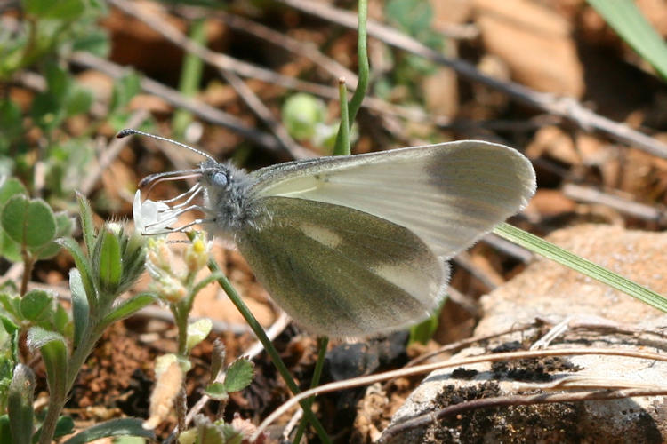 Leptidea duponcheli: Bild 3