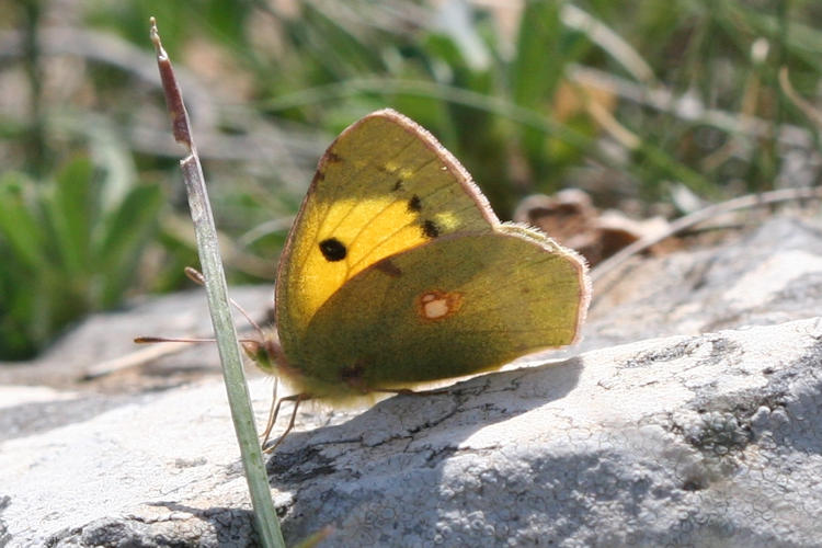 Colias crocea: Bild 24