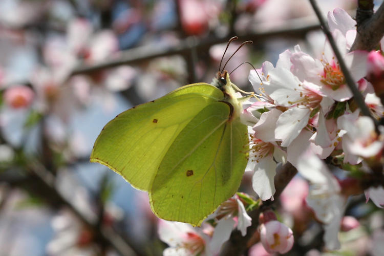 Gonepteryx rhamni transiens: Bild 1