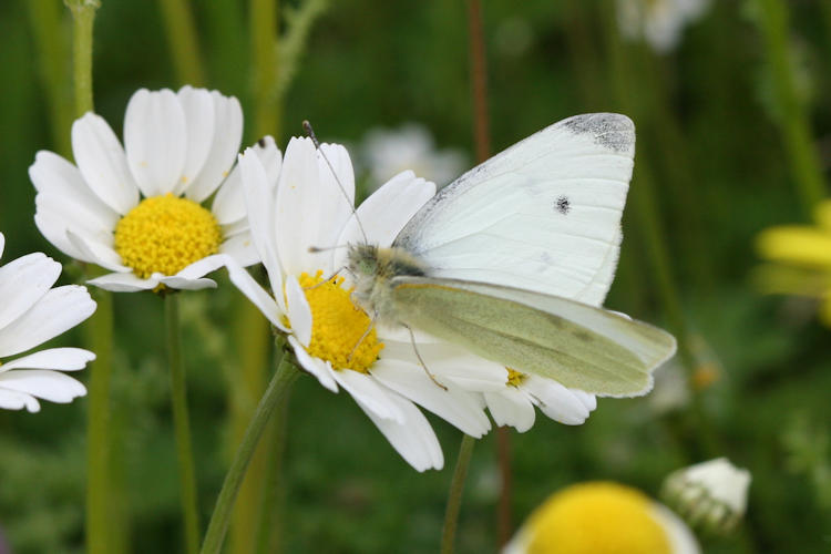 Pieris rapae: Bild 1