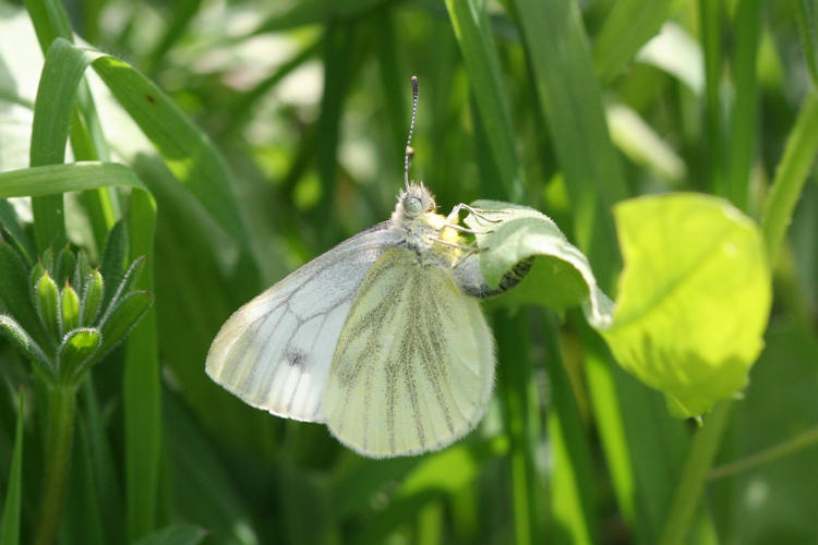 Pieris balcana: Bild 35