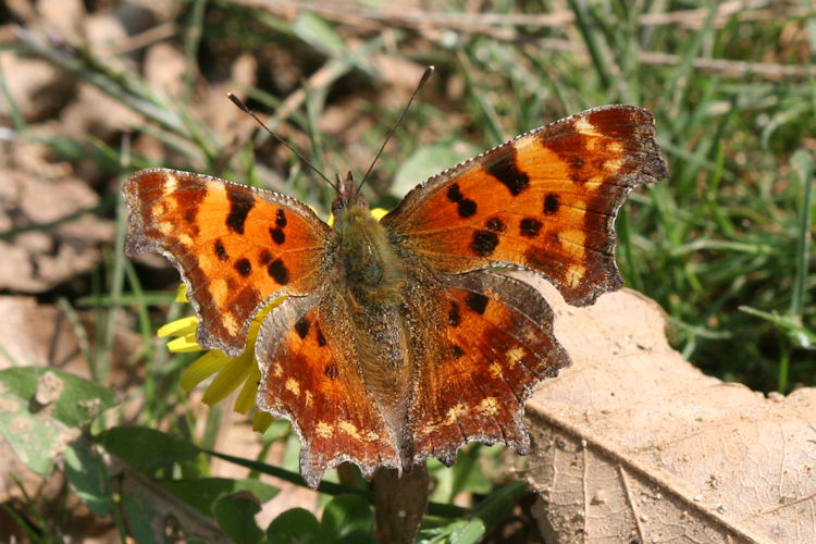 Polygonia c-album: Bild 9