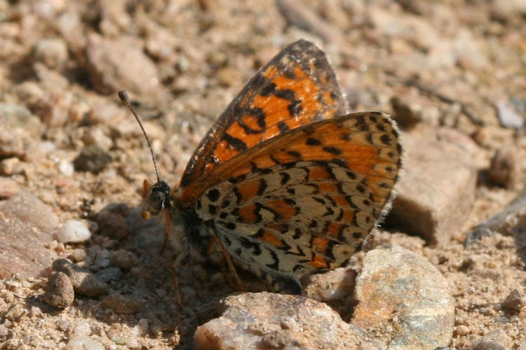 Melitaea trivia: Bild 15