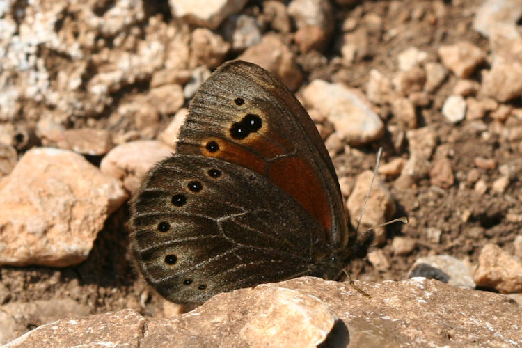 Proterebia afra dalmata: Bild 5