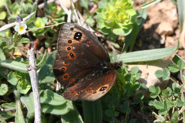 Proterebia afra dalmata: Bild 2