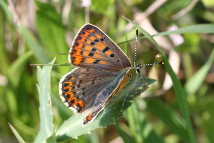 Lycaena tityrus: Bild 11