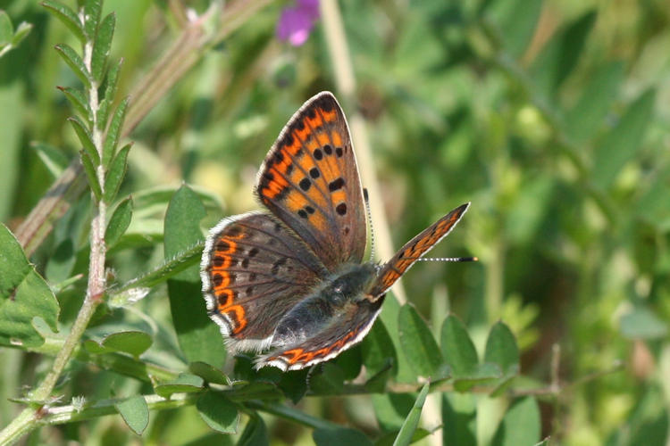 Lycaena tityrus: Bild 12