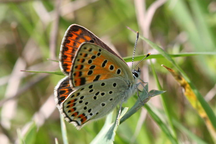 Lycaena tityrus: Bild 30