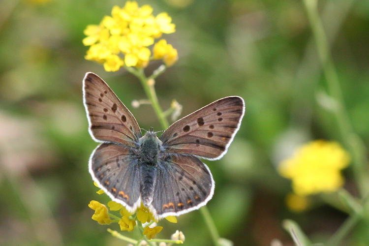 Lycaena tityrus: Bild 2