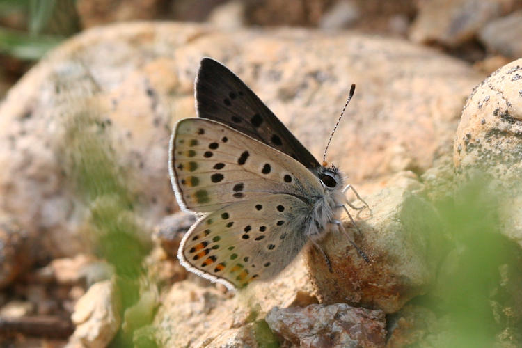 Lycaena tityrus: Bild 19