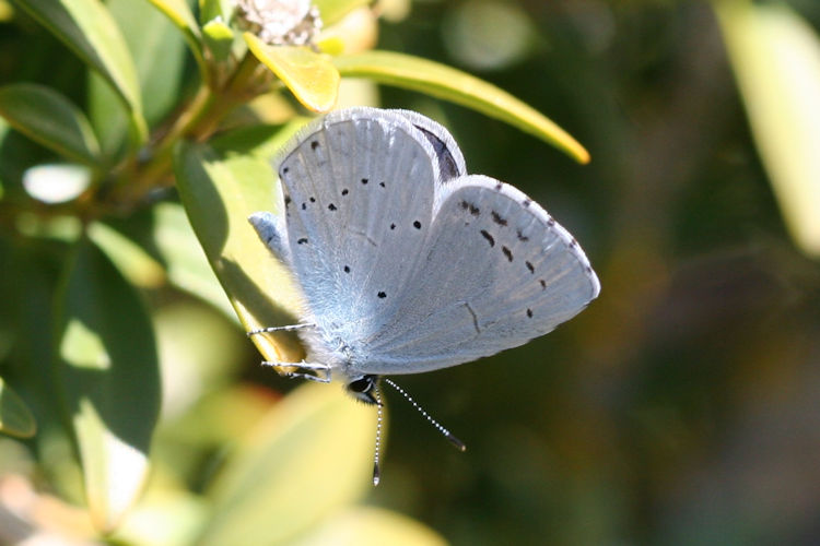 Celastrina argiolus: Bild 8