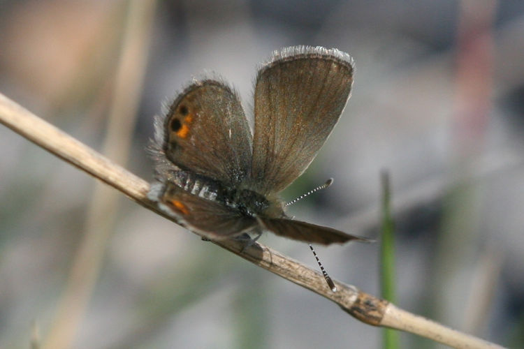 Freyeria trochylus: Bild 3