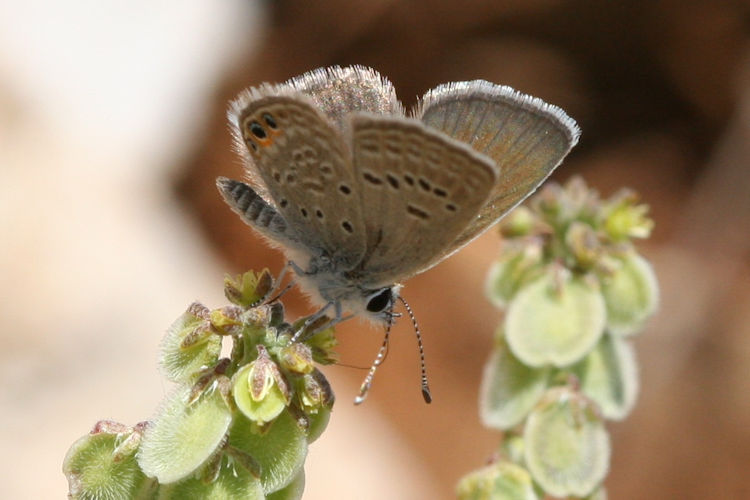 Freyeria trochylus: Bild 19