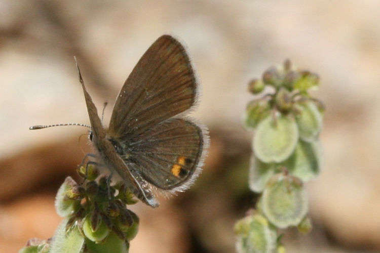 Freyeria trochylus: Bild 5