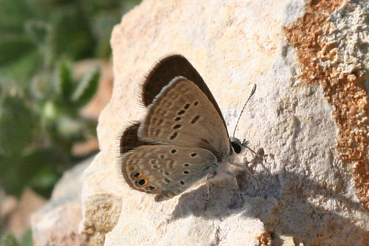 Freyeria trochylus: Bild 20