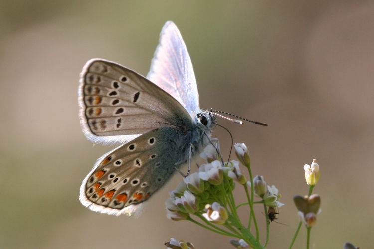 Polyommatus thersites: Bild 12