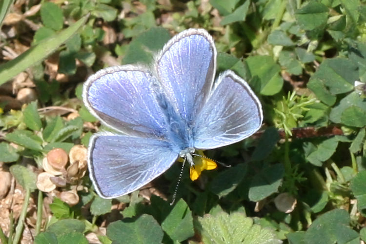 Polyommatus thersites: Bild 2