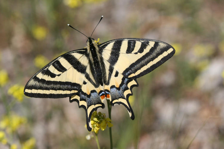 Papilio alexanor: Bild 1