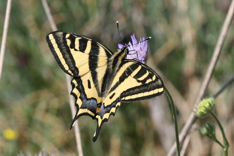 Papilio alexanor: Bild 2