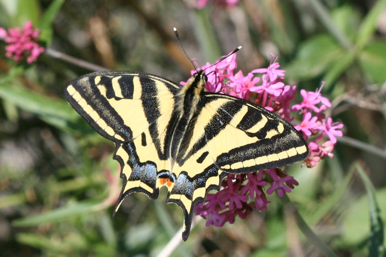 Papilio alexanor: Bild 3