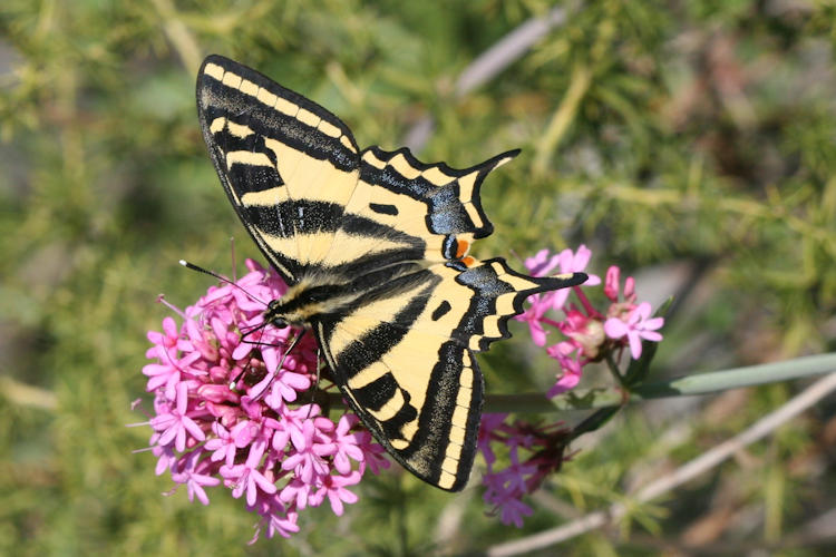 Papilio alexanor: Bild 5