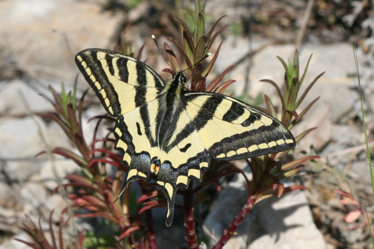 Papilio alexanor: Bild 6