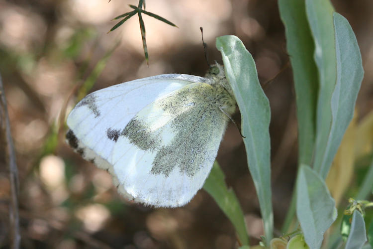 Pieris krueperi krueperi: Bild 8